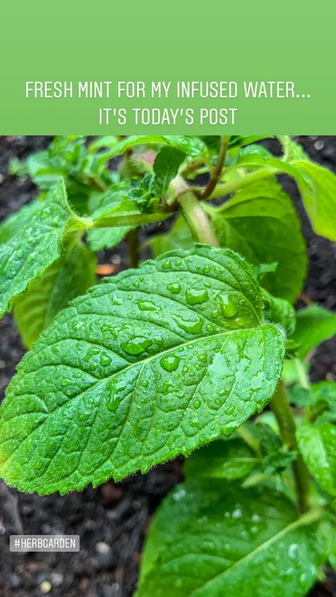 FRESH MINT FOR MY INFUSED WATER...
IT’S TODAY’S POST