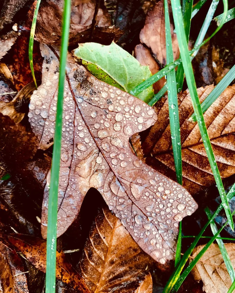 As I wait to be swept away... #thefallen #fallmornings #leaf #dew #inmyyard…, 1 of 1