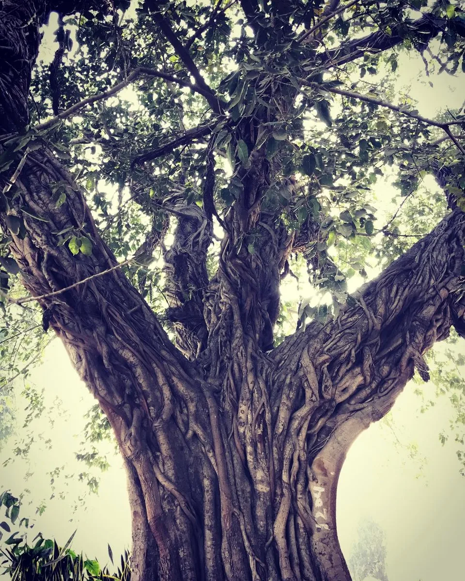 Star creations of nature... #age #roots #nature #old #strong #tree…, 1 of 1