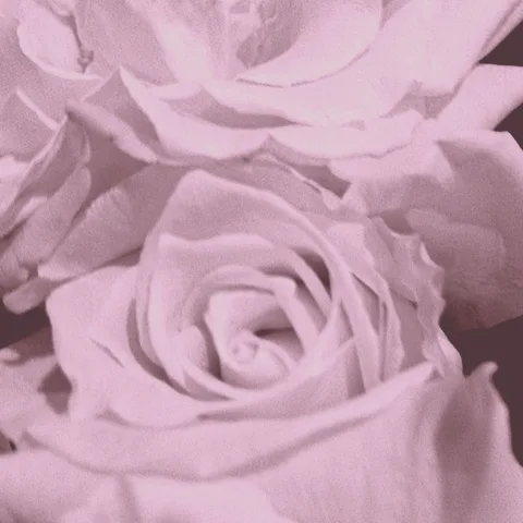 Lost in those many a fold... Remain countless stories untold..., 1 of 1