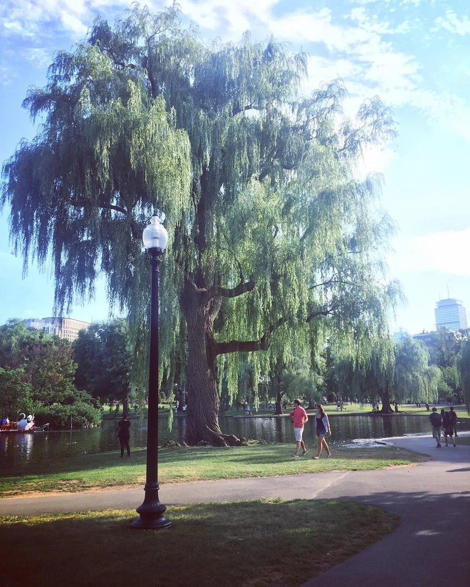 A page from a #storybook... #weepingwillow #park #walkinthepark #summer2016…, 1 of 1