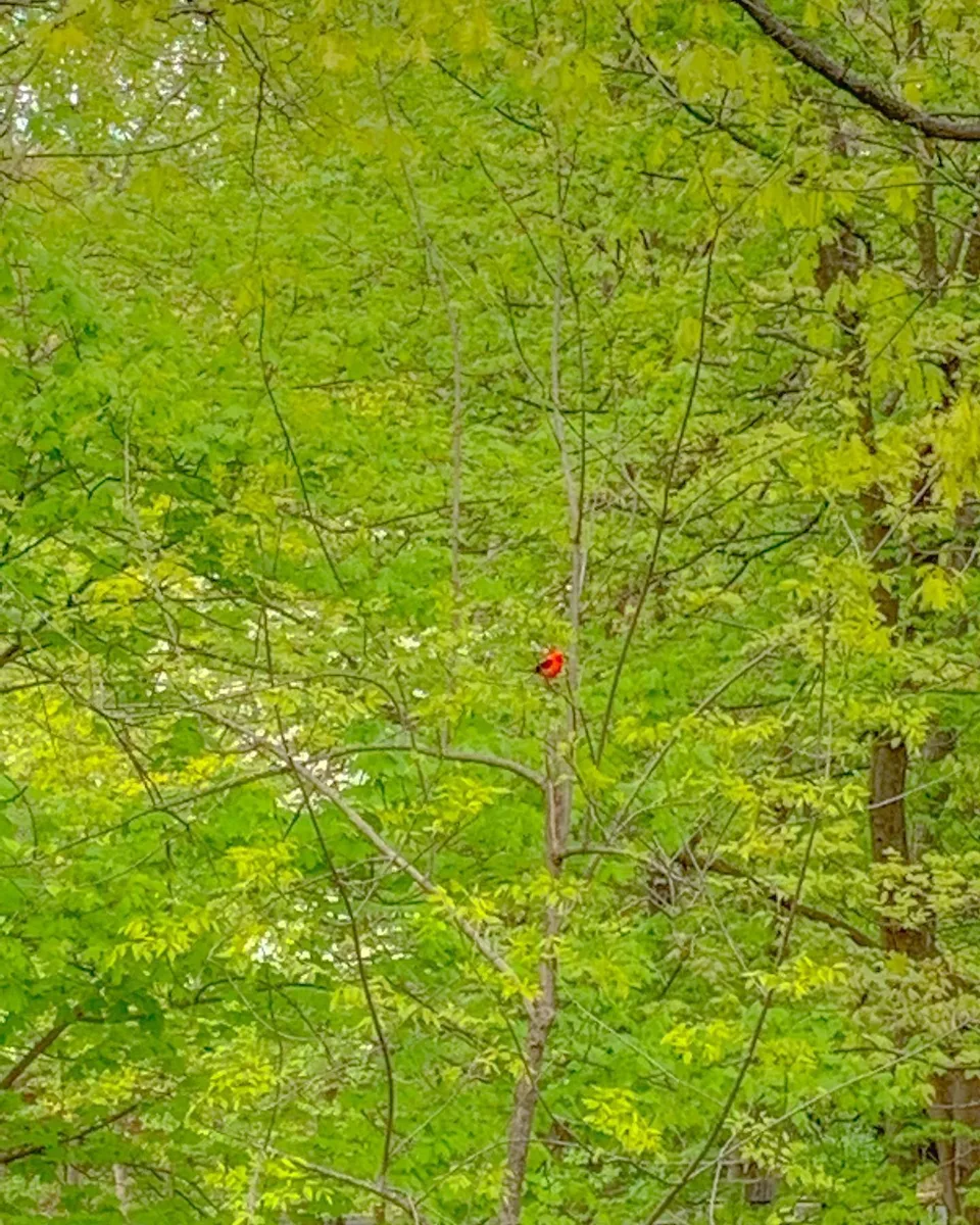 Just visiting., 1 of 1