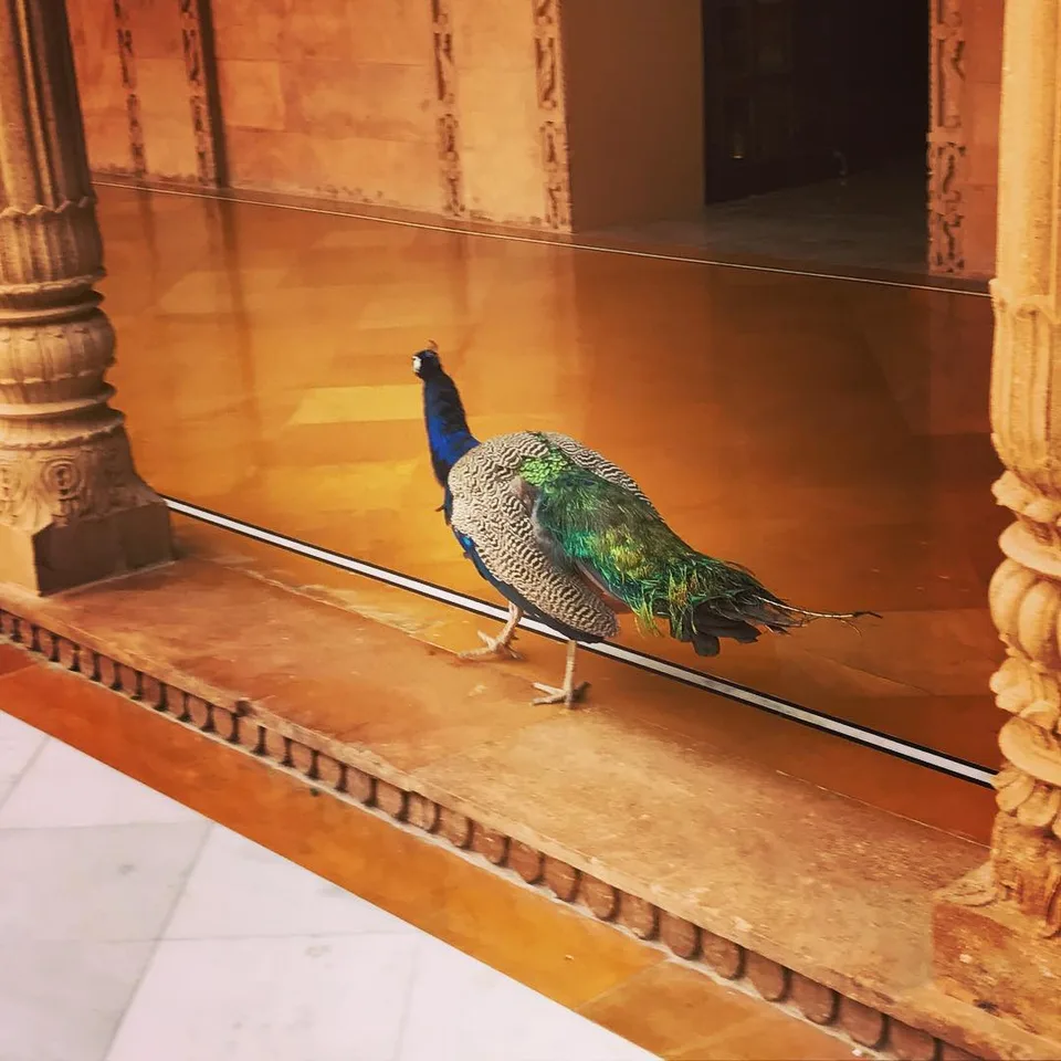 Breakfast with #peacocks... #livingliketheroyals #rangeelarajasthan #jaisalmer…, 1 of 1