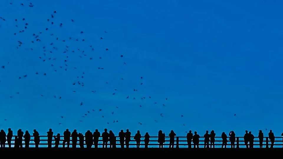 Bat(over)man, 1 of 1