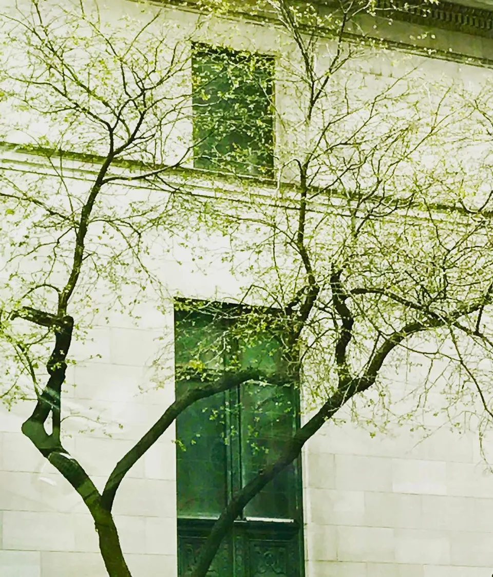 Breathing new life... #springinthecity #springishere #newyork #newyorkcity #nyc…, 1 of 1