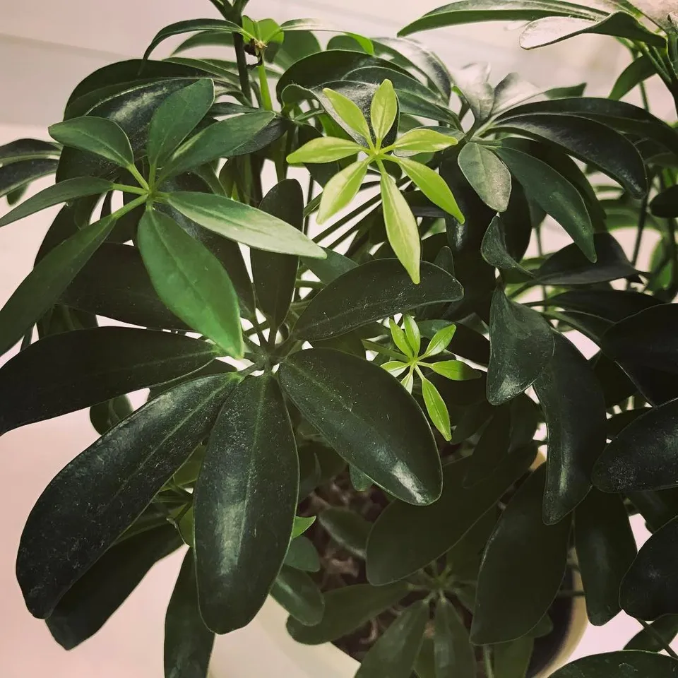 Seeing the little ones grow ❤️️ #growth #lifecontinues #new #leaves #plants…, 1 of 1