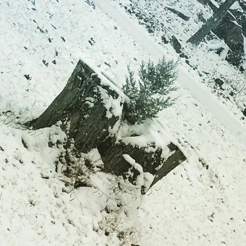 Life yearns to survive... #snowdaymusings #lifegrows #evergreen…, 1 of 1