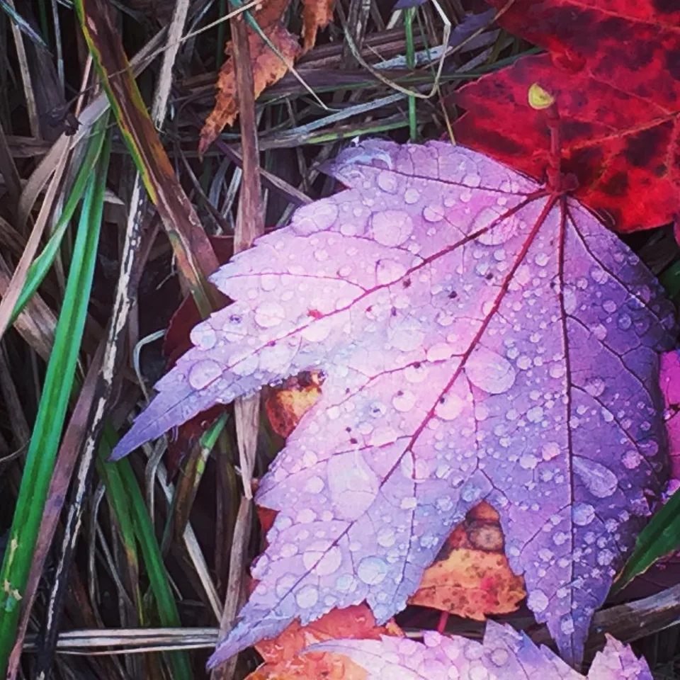 No #debate over the #purity and #classiness of nature... Wish someone would…, 1 of 1