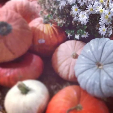 Pump(kin)'d up! #seriesfieryfall #nehalimayephotography, 1 of 1