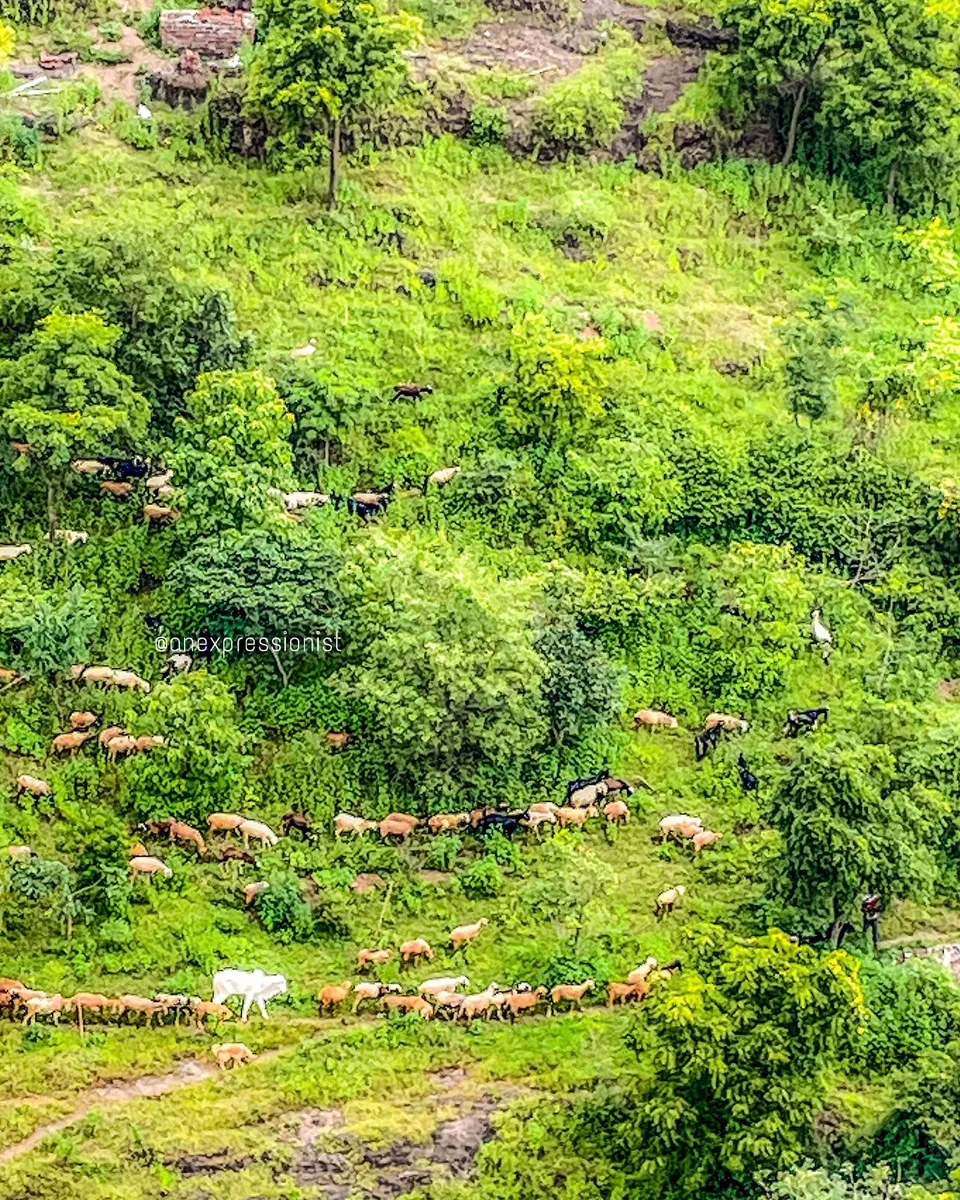 Heard of that herd, 1 of 1