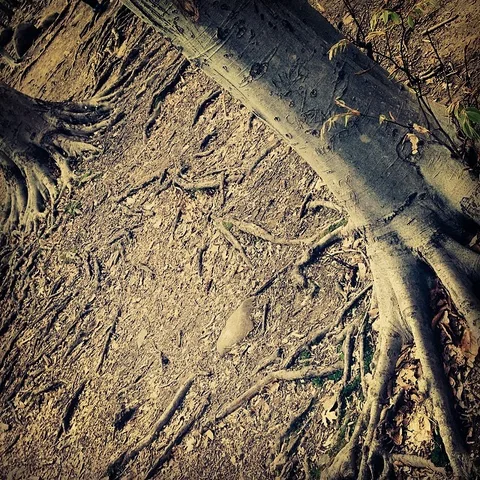 Rooted #nehalimayephotography #seriesthegardenstateofmind, 1 of 1