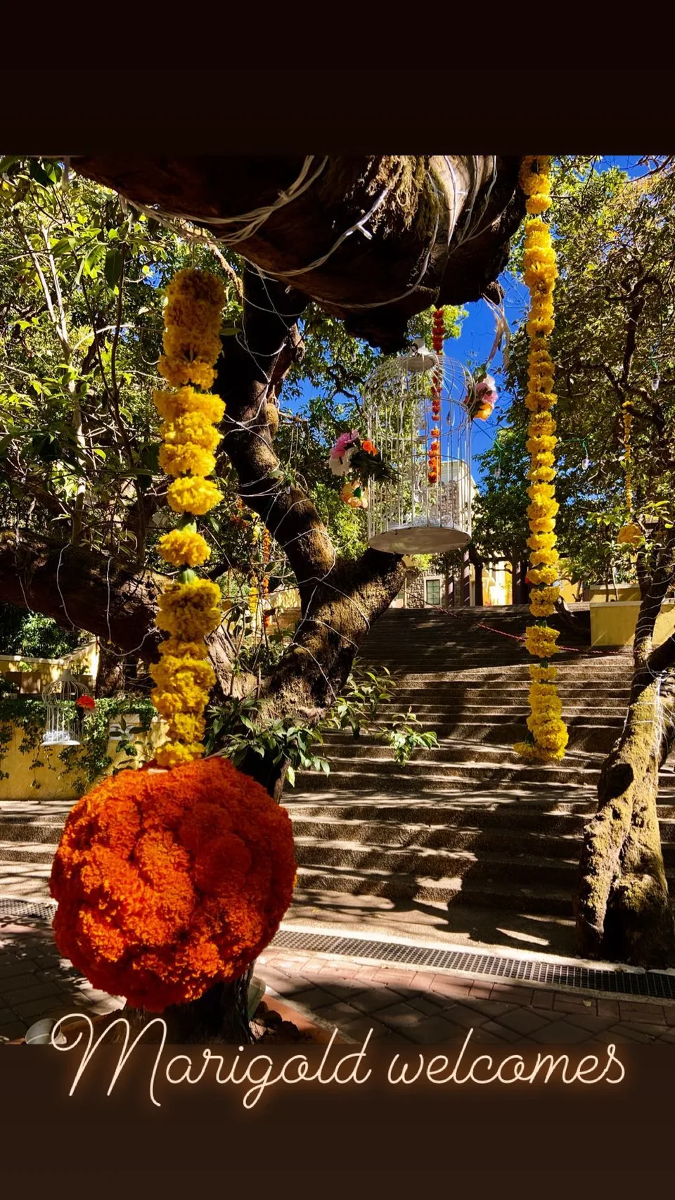 Marigold welcomes