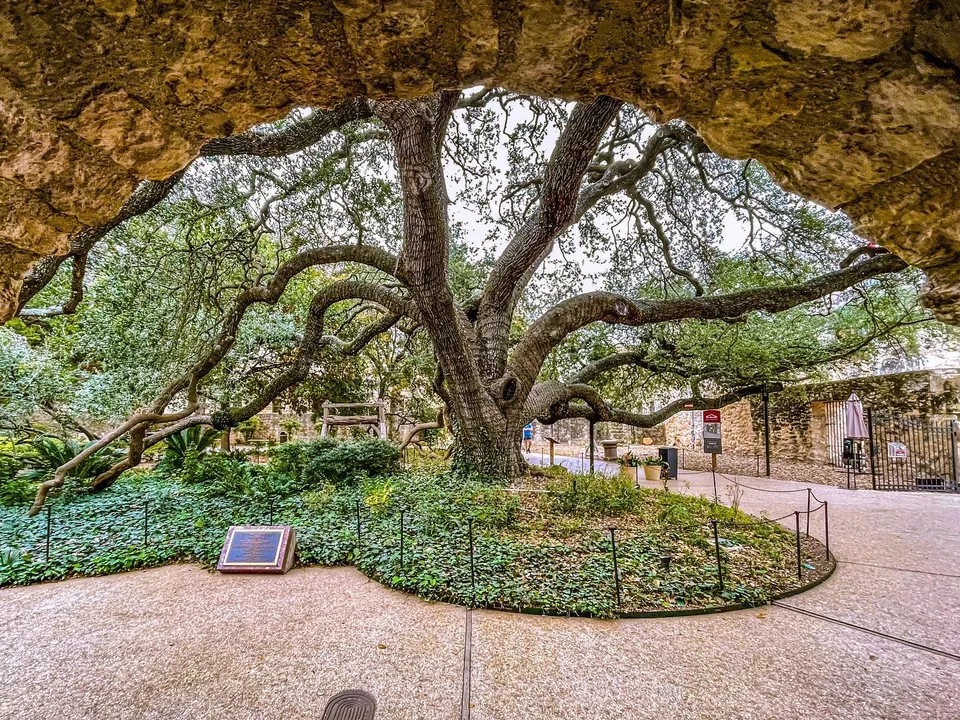 Branching to our roots., 1 of 1