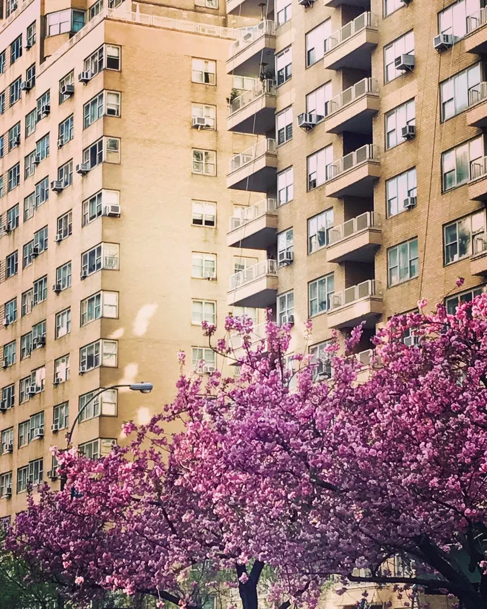 Blossoms and concrete... #springinthecity #springishere #newyork #newyorkcity…, 1 of 1