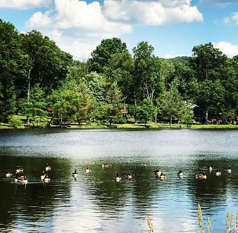 Clearly, I need to get my ducks in a row 🙄! #itsasign #ohwell #beautiful…, 1 of 1