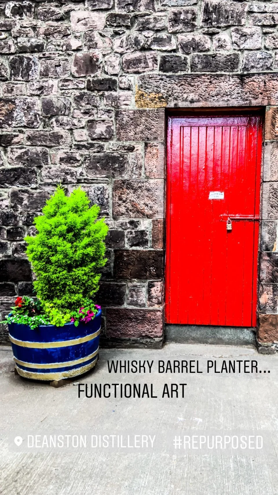 WHISKY BARREL PLANTER... FUNCTIONAL ART