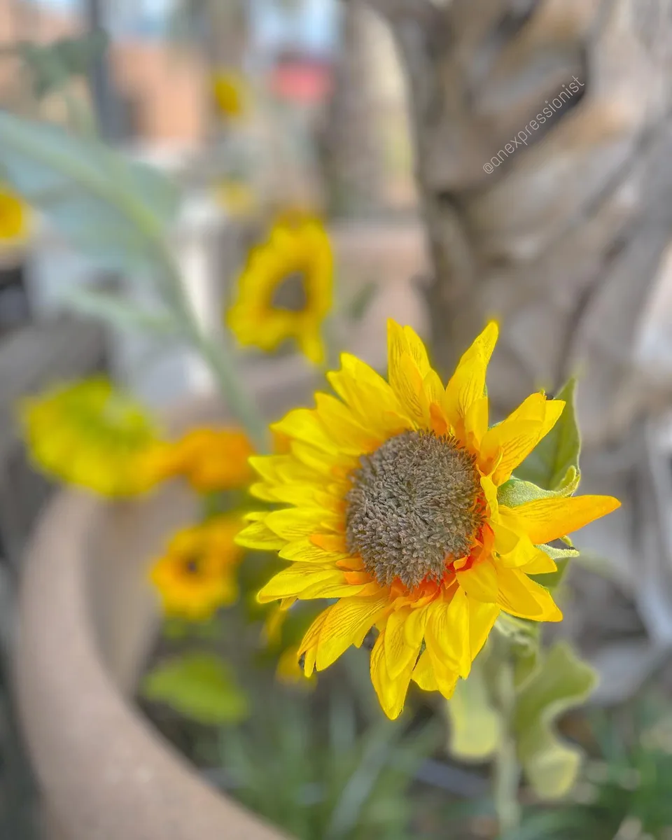 Sun and flower, 1 of 1