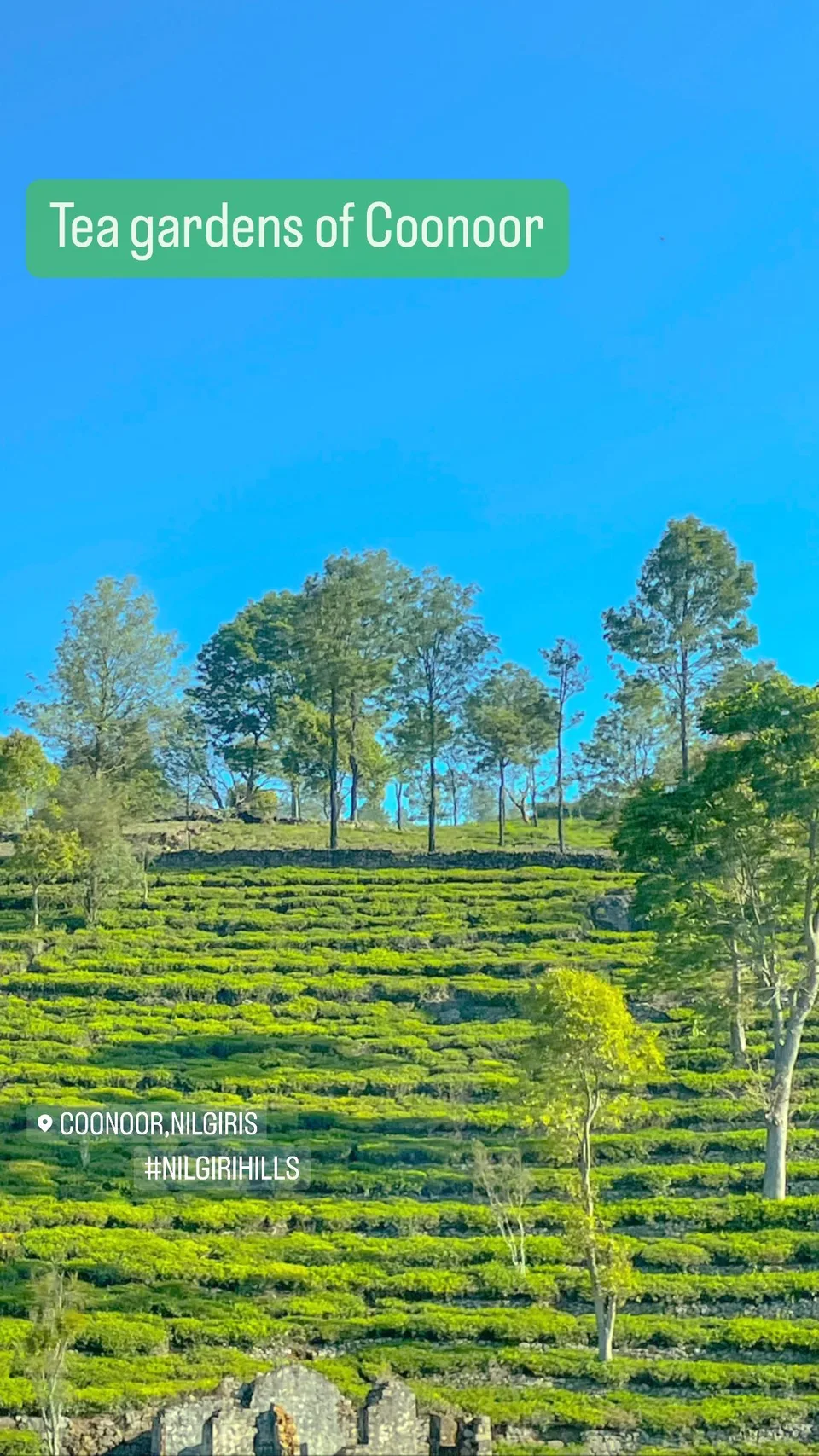 Tea gardens of Coonoor