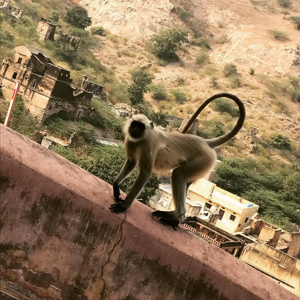 Don't you #monkey around! #livingwithhumans #rangeelorajasthan #jaipur…, 1 of 1
