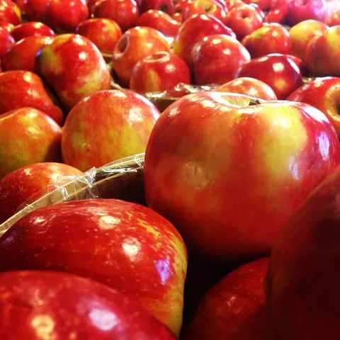 An apple for every day!, 1 of 1