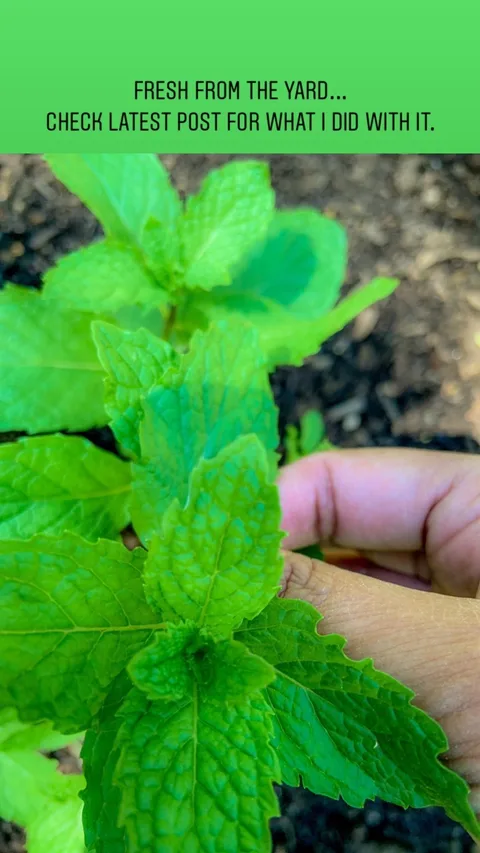 FRESH FROM THE YARD...
CHECK LATEST POST FOR WHAT I DID WITH IT.