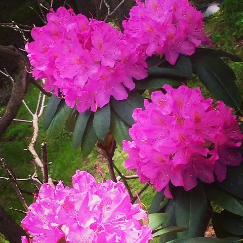 Believe in pink..., 1 of 1
