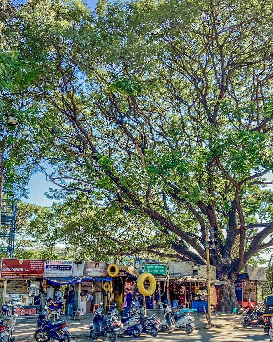 Under the shade of a tree, 1 of 1