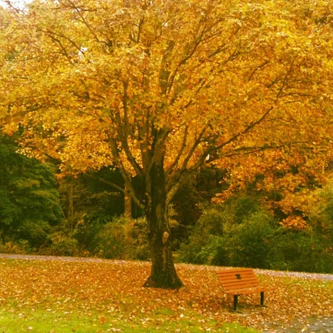 Series: Fiery Fall, 1 of 1
