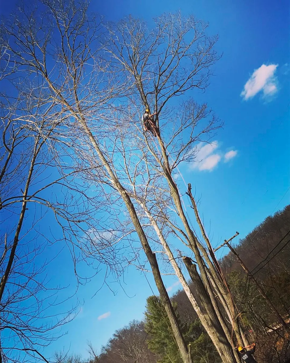 Man in a... on a tree! #menatwork #treetrimming #clearbluesky #puffyclouds…, 1 of 1