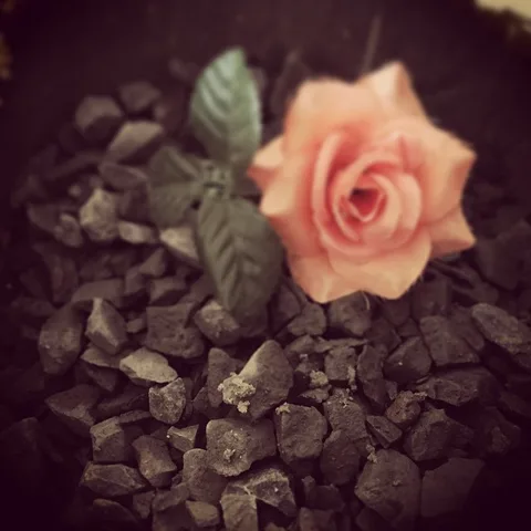 A pile of coal doesn't stop the rose. #survival #livebeautiful…, 1 of 1