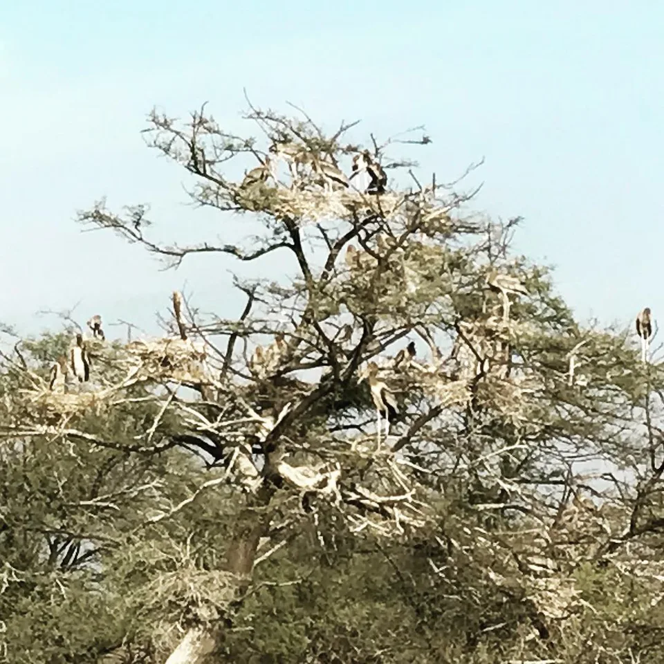 When birds of a feather flock together... #bharatpur #traveldiaries #camouflage…, 1 of 1