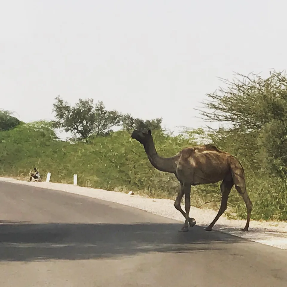So that just happened... #camelcrossing #ithappensonlyinrajasthan…, 1 of 1