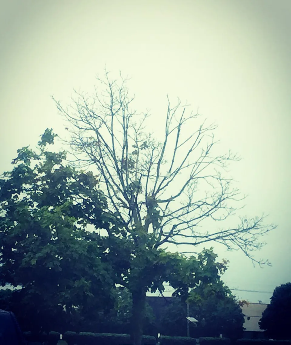 Of the same roots, yet so different! #whathappened #nourished&bare, 1 of 1