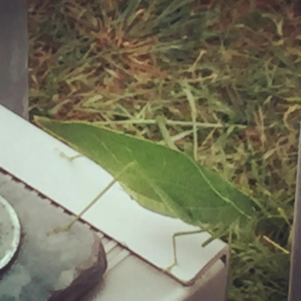 Spot me if you can! #nature #camouflage #itsamazing, 1 of 1