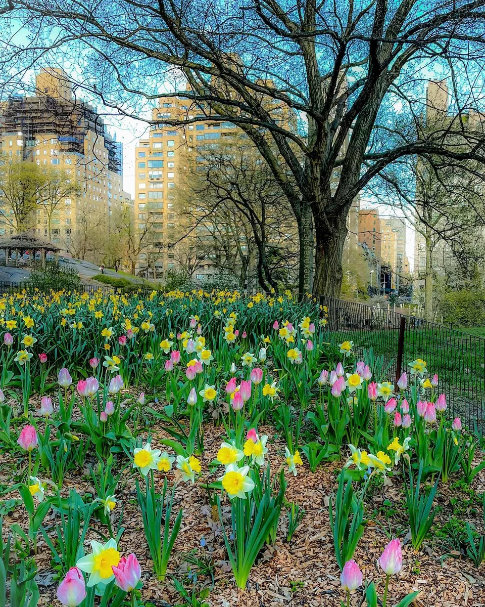 The Contrast that is Spring, 1 of 1
