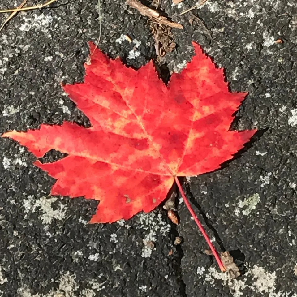 Standing out in a sea of alike... #bedifferent #standout #peakcolor #hotred…, 1 of 1